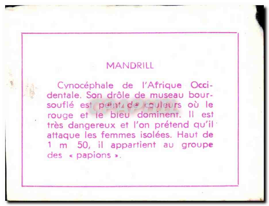 Image Mandrill Singe Monkey — Rückseite