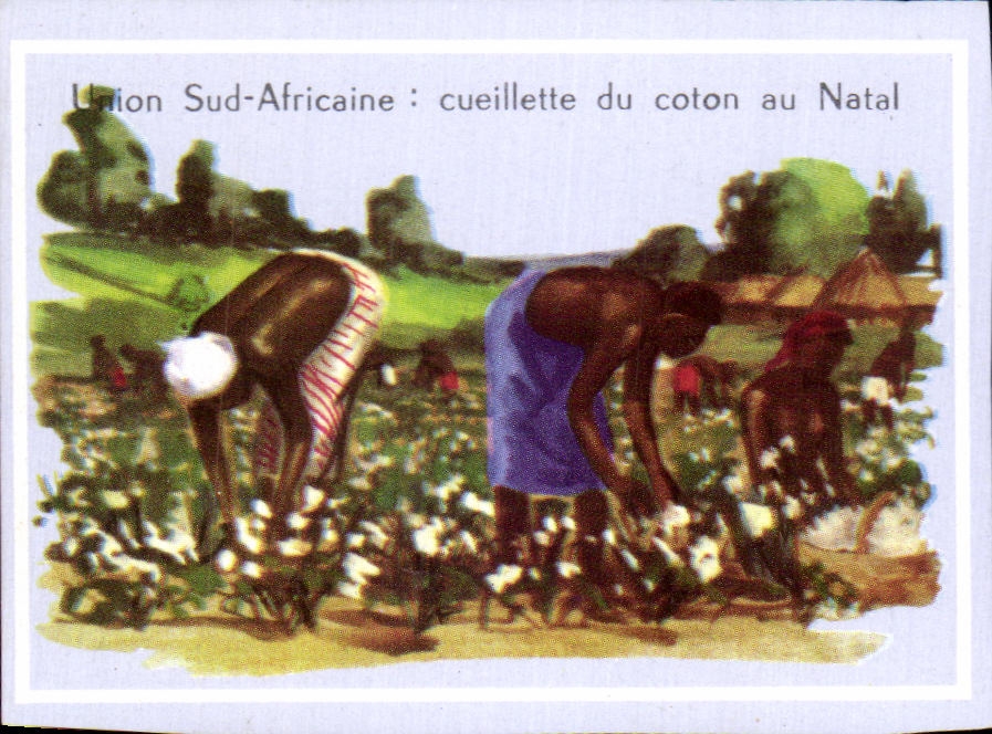 Image Union Sud Africaine cueillette du coton au Natal