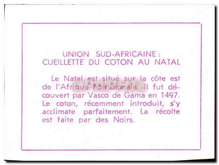 Image Union Sud Africaine cueillette du coton au Natal — Rückseite