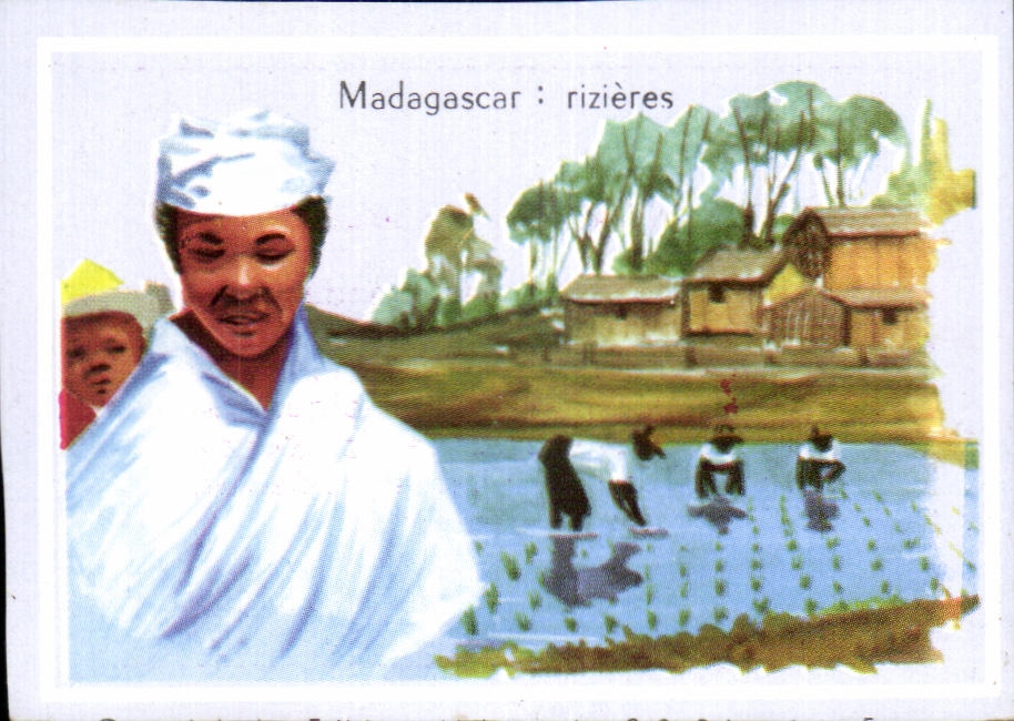 Image Madagascar rizieres Malagasy