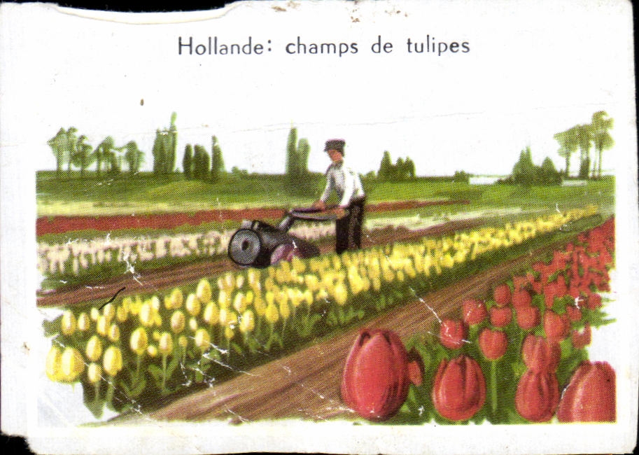 Image Hollande Champs De Tulipes