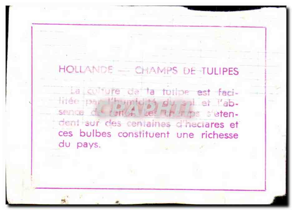 Image Hollande Champs De Tulipes — Rückseite