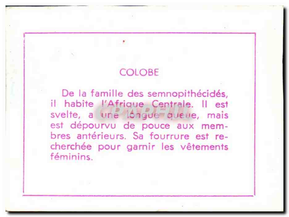 Image Colobe Singe Monkey — Rückseite
