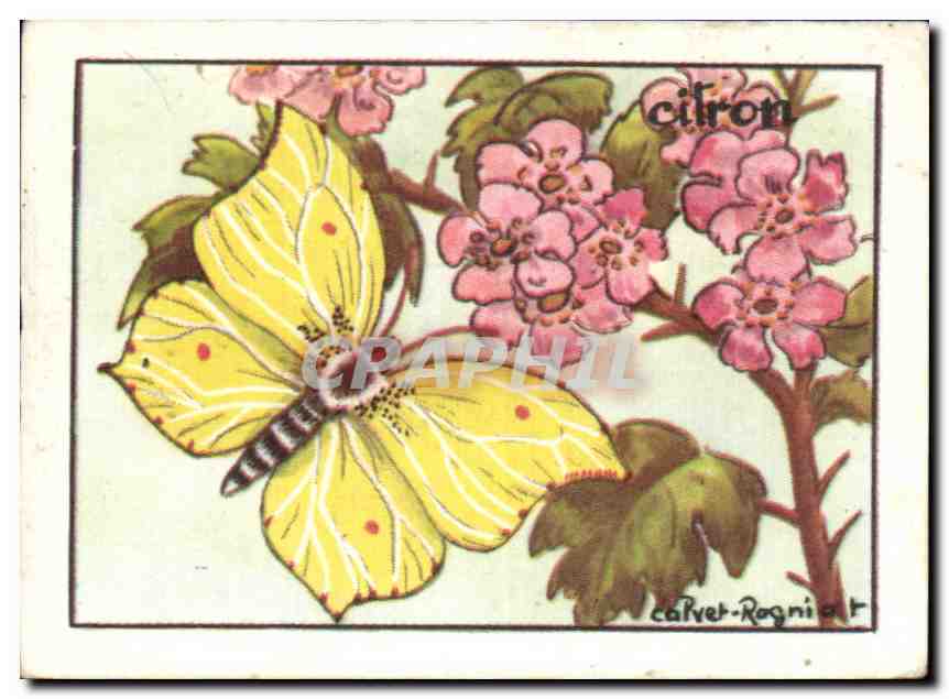 Image Papillon Citron Lemon 
