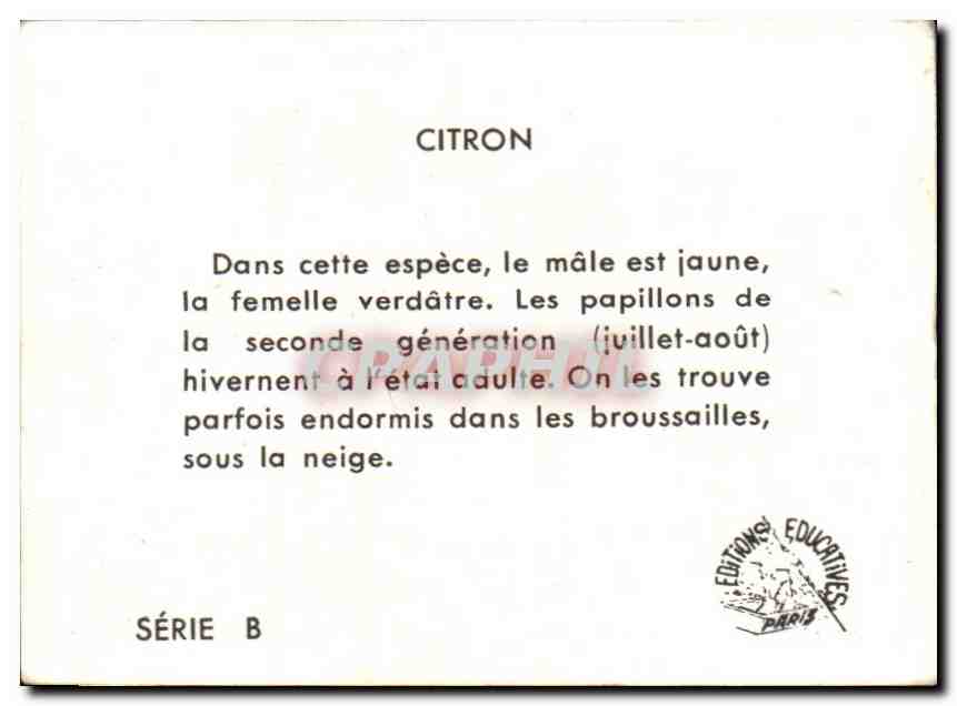 Image Papillon Citron Lemon  — Verso