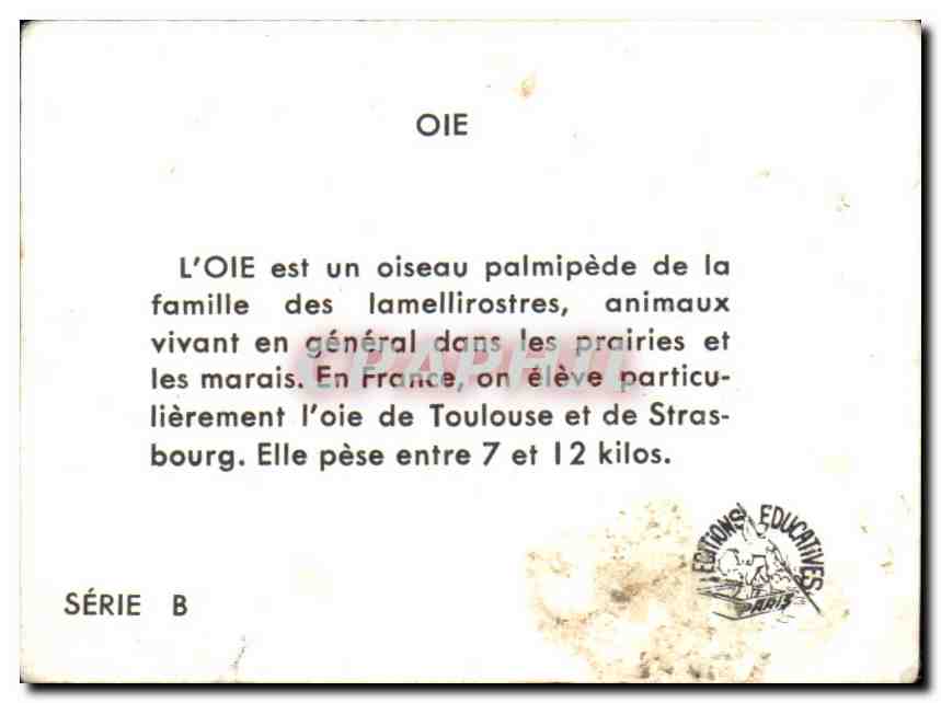 Image Oie — Rückseite