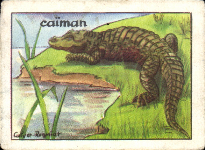 Image Caiman Crocodile