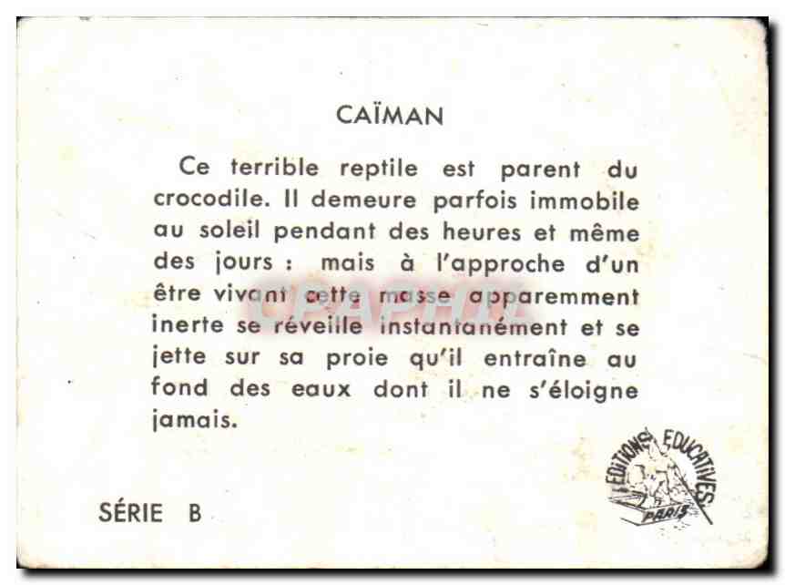 Image Caiman Crocodile — Verso