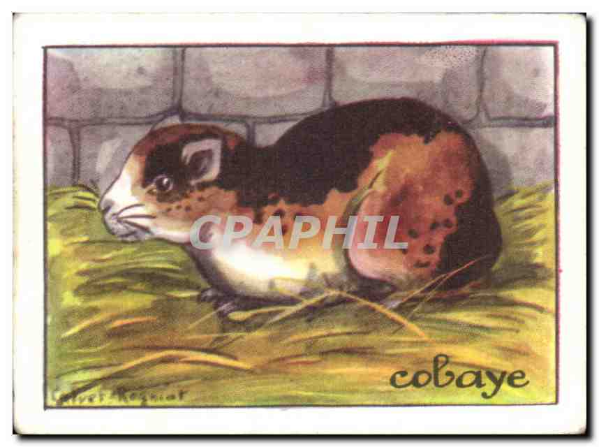 Image Cobaye