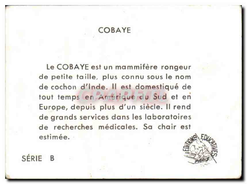Image Cobaye — Verso