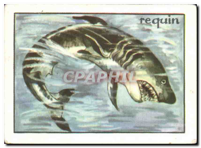 Image Requin Shark