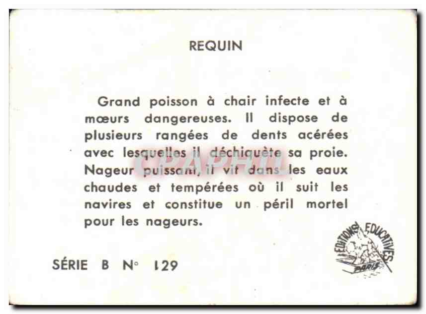 Image Requin Shark — Back