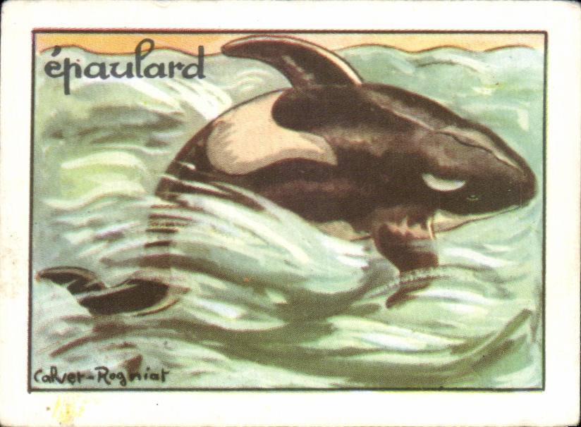 Image Epaulard