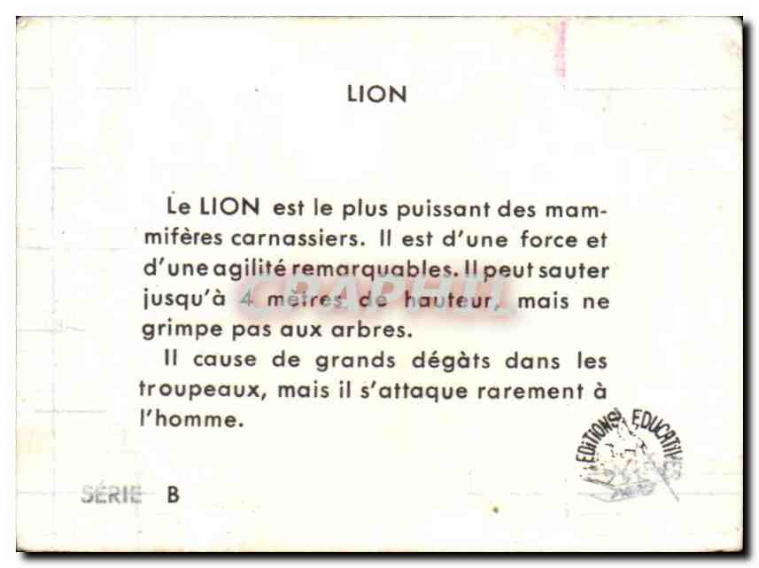 Image Lion — Verso