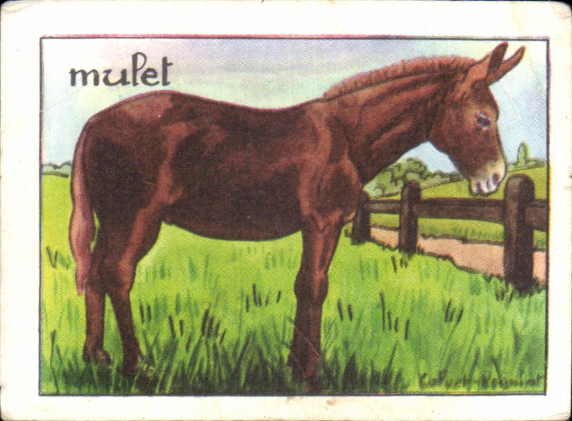 Image Mulet