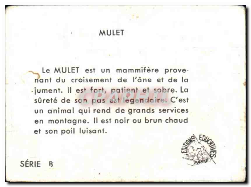 Image Mulet — Verso