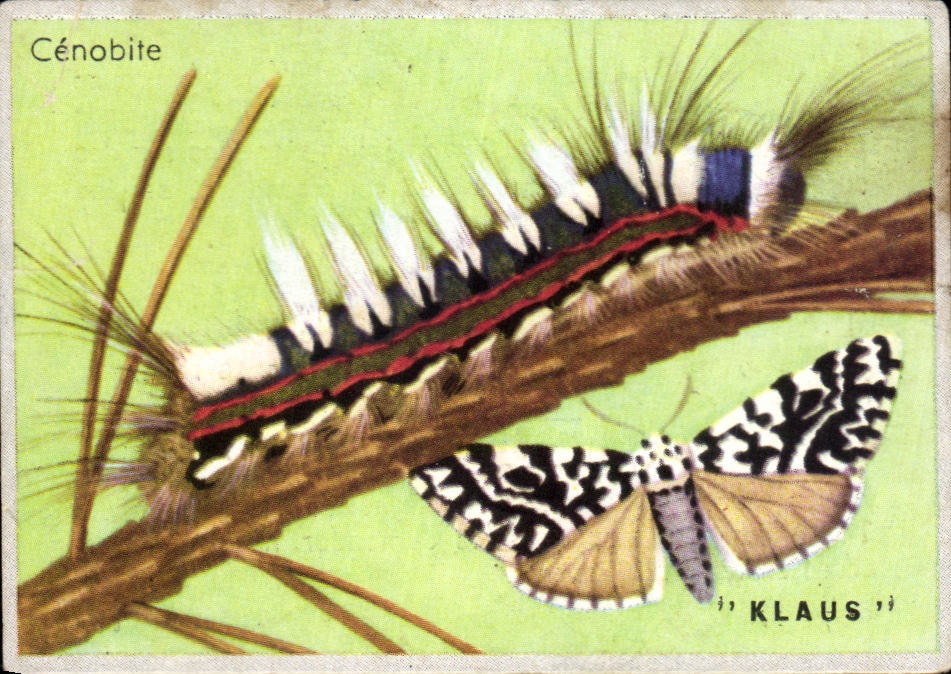 Image Cenobite Chocolaterie Klaus Papillon 