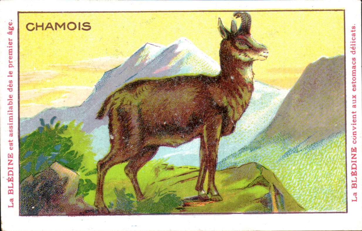 Image Chamois Bledine