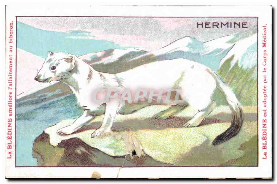 Image Hermine Bledine