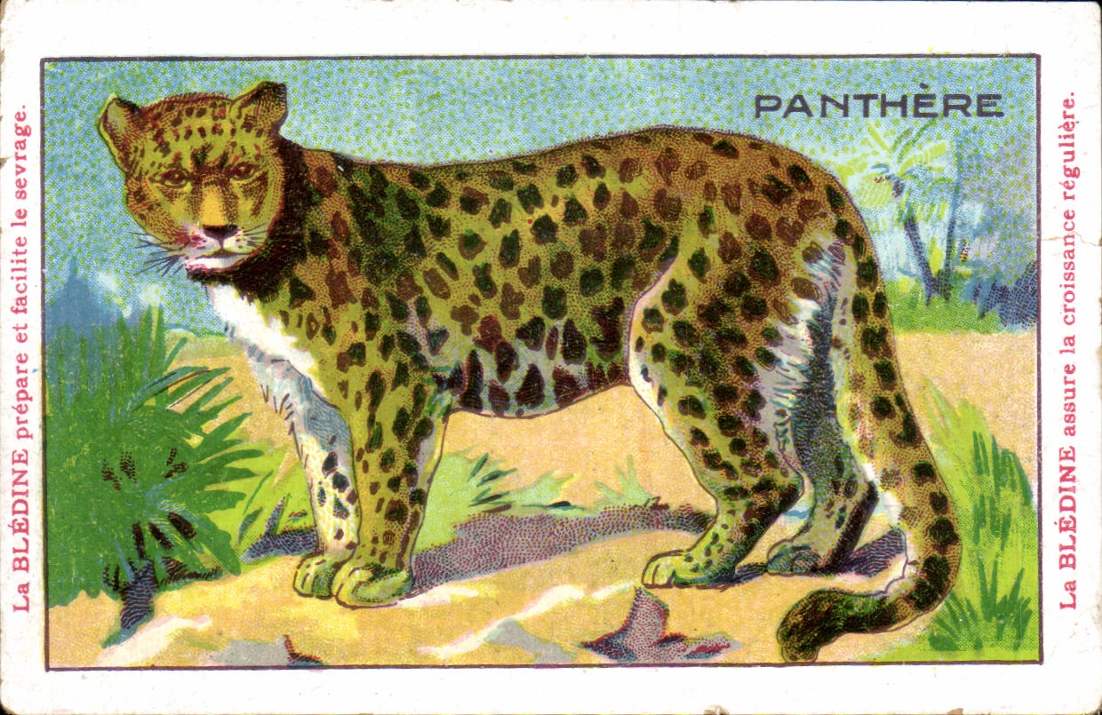 Image Panthere Bledine