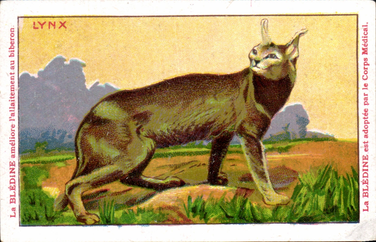 Image Lynx Bledine Jacquemaire Villefrance