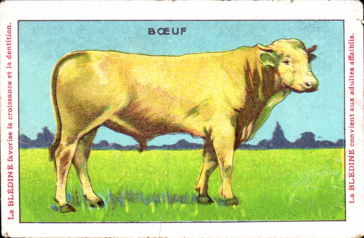 Image Boeuf Bledine Jacquemaire Villefrance