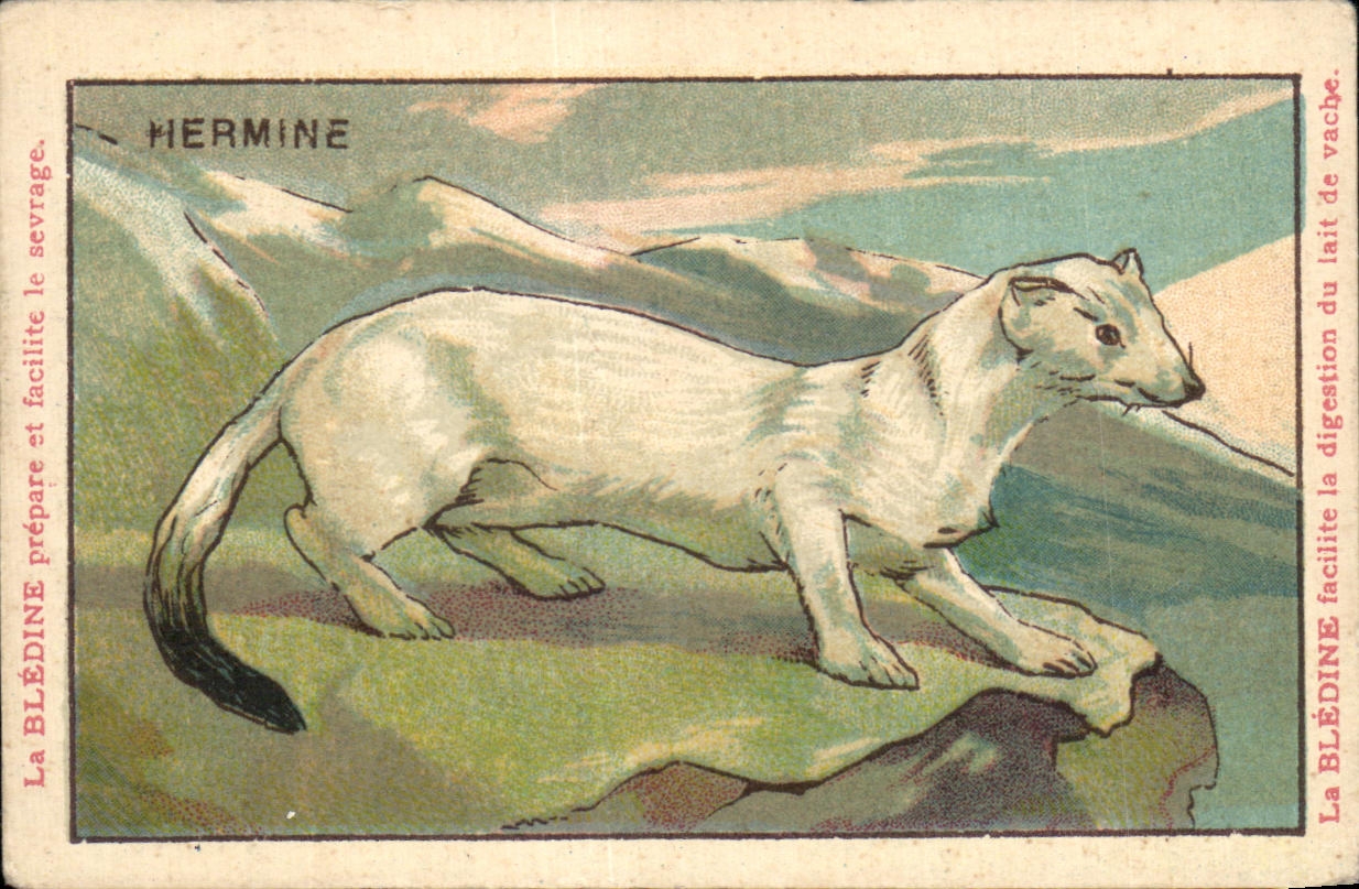 Image Hermine Bledine Jacquemaire Villefrance