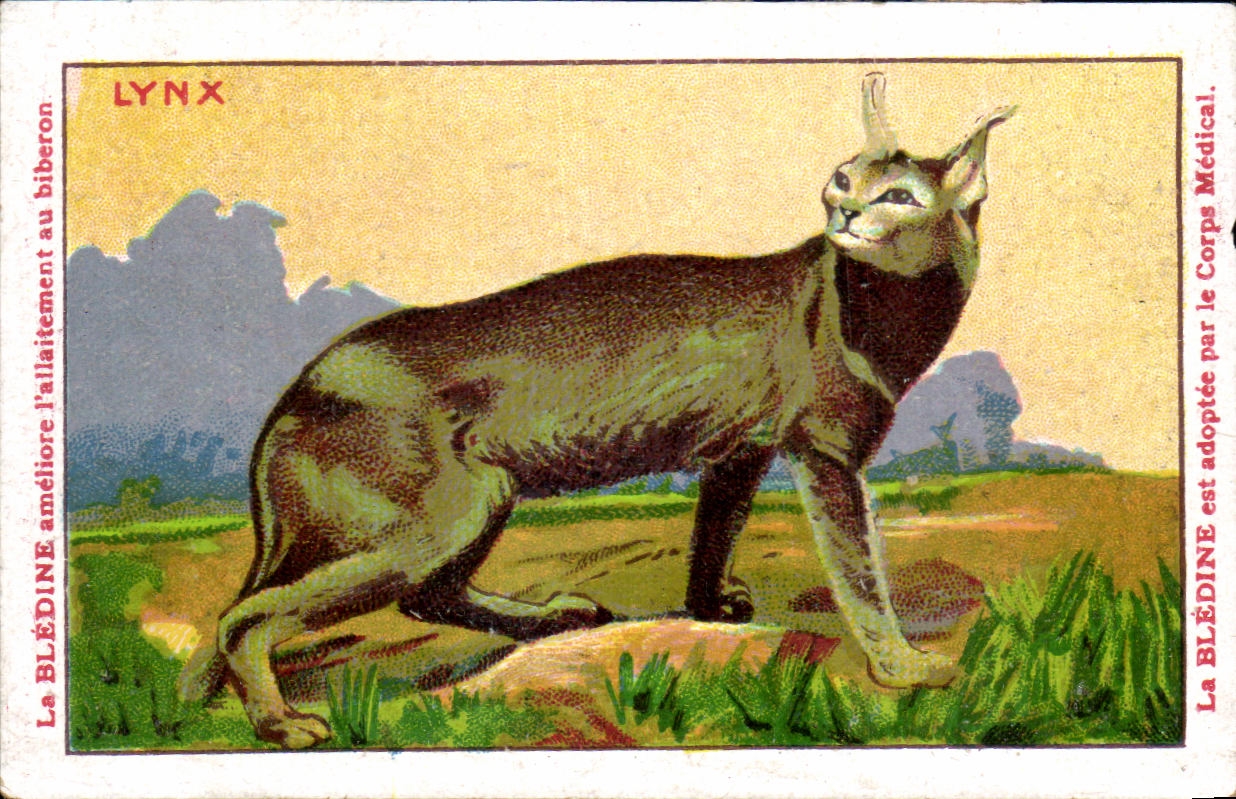 Image Lynx Bledine Jacquemaire Villefrance