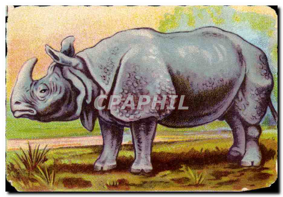 Image Rhinoceros