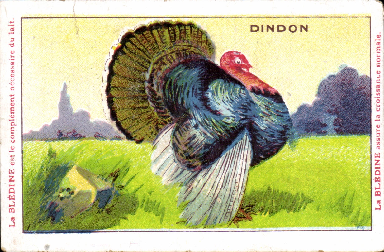 Image Dindon Bledine Jacquemaire Villefrance