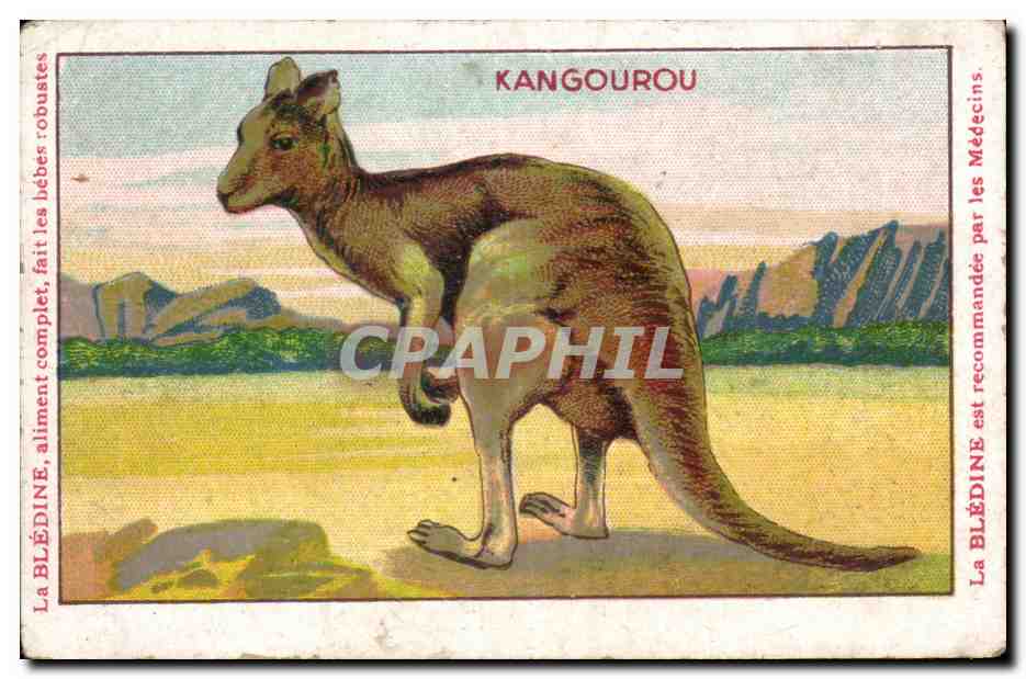 Image Kangourou Bledine Jacquemaire Villefranche
