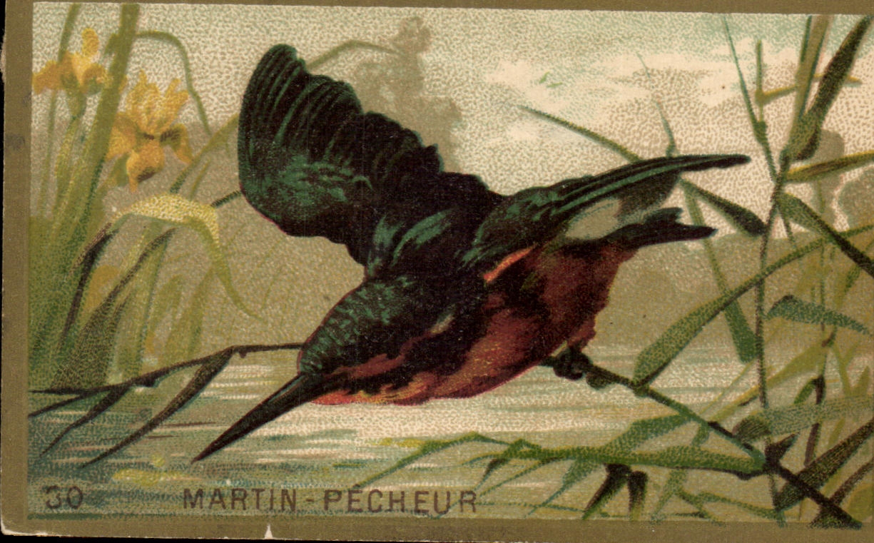 Chromo Martin pecheur Oiseau Bird
