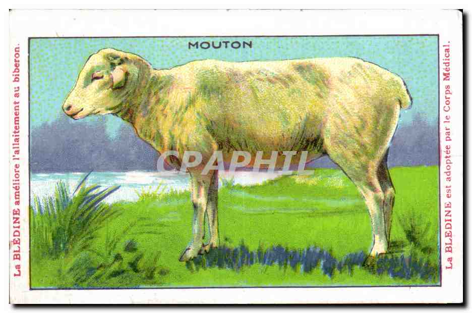 Image Mouton Bledine