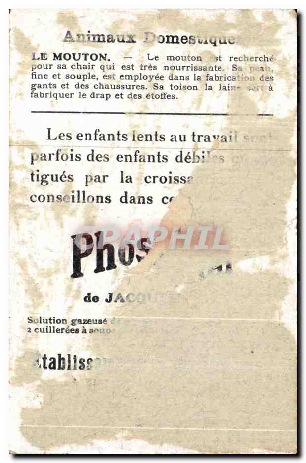 Image Mouton Bledine — Verso