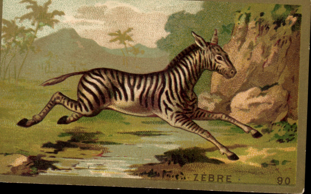 Chromo Zebre Zebra