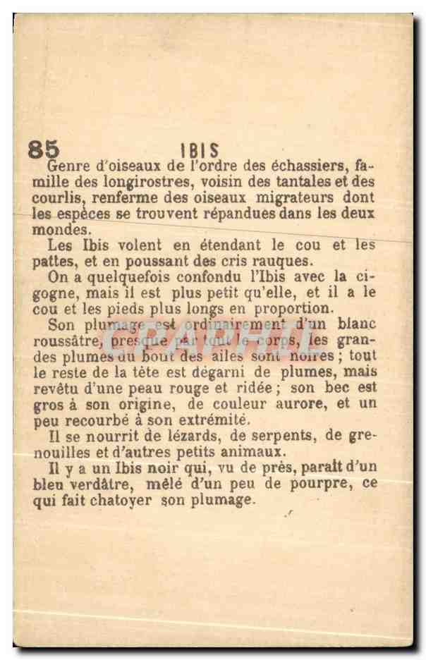 Chromo Ibis oiseau — Back