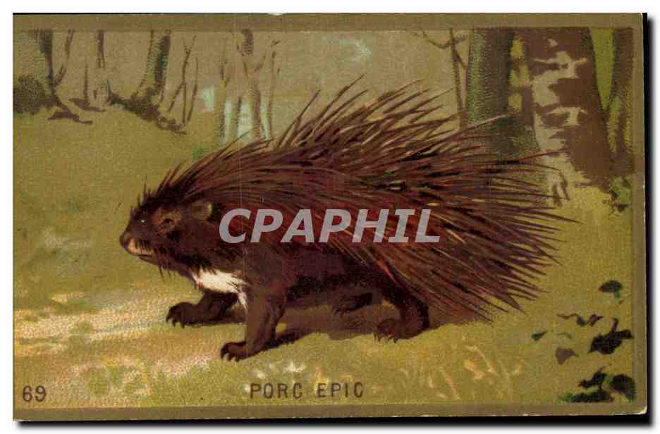 Porc-Épic — carte animale n°69 — éditeur non visible