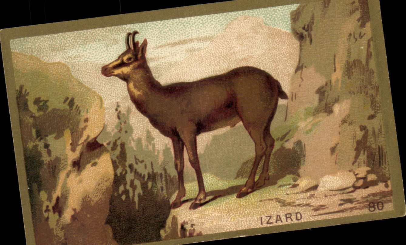 Isard — espèce d'antilope — IZARD n°80