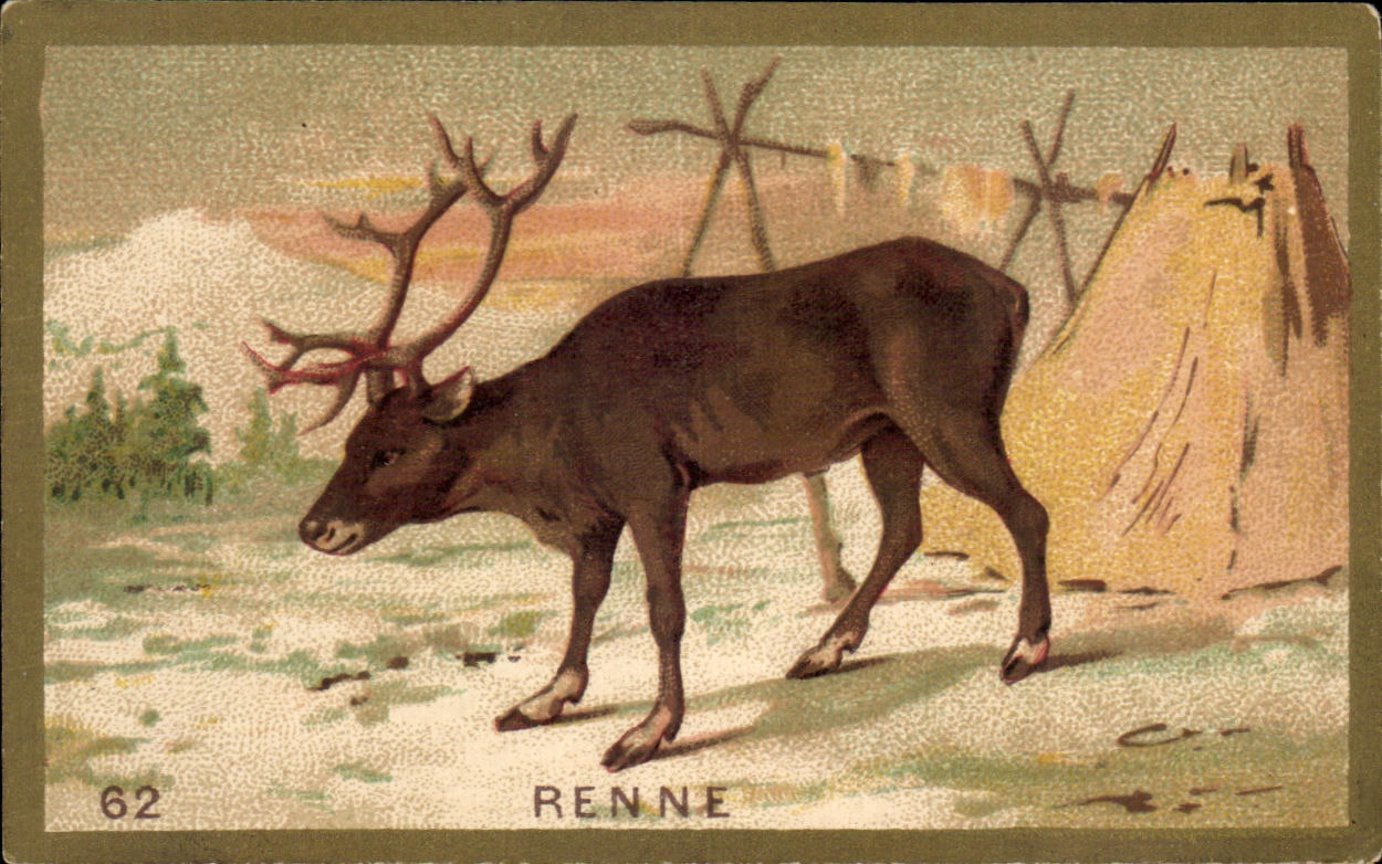Chromo Renne Laponie