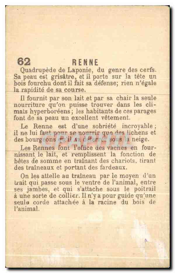 Chromo Renne Laponie — Back