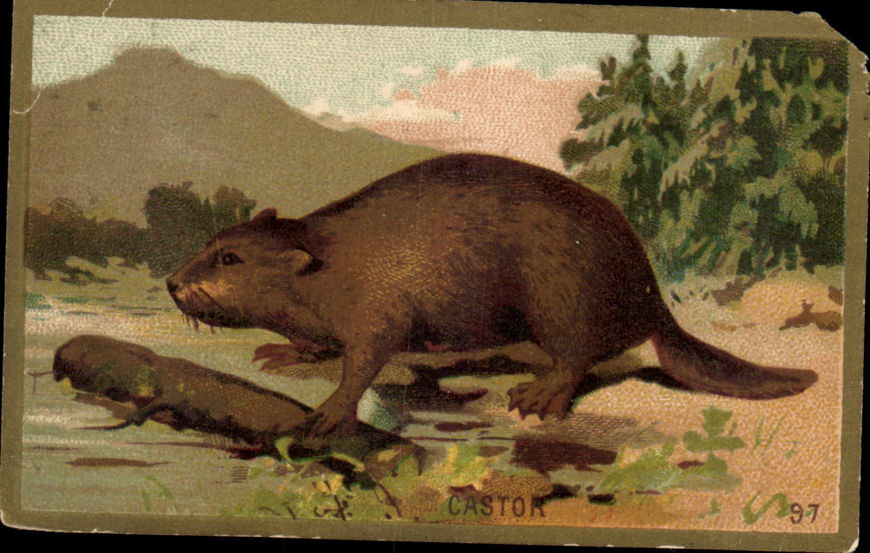 Chromo Castor 