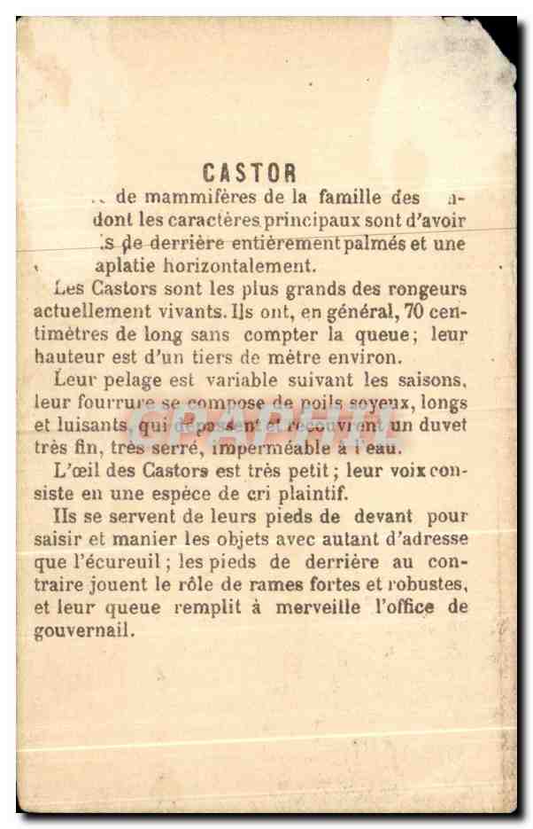 Chromo Castor  — Rückseite