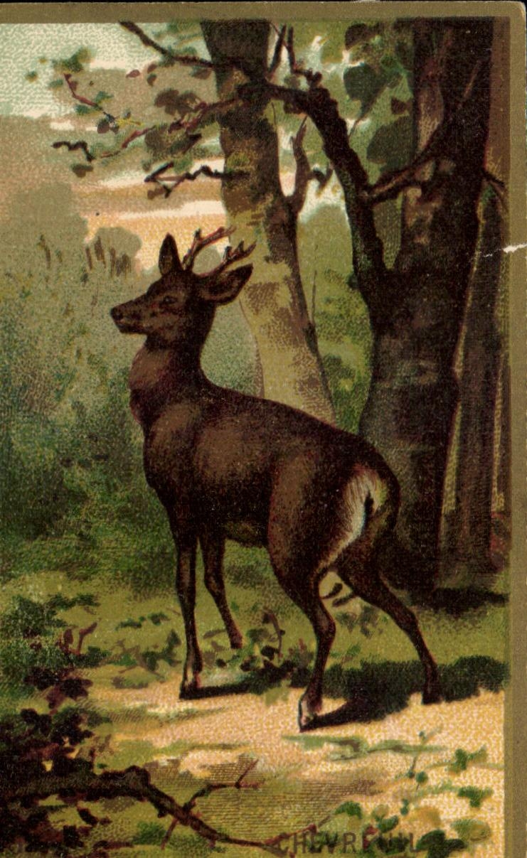 Chromo Chevreuil Cerf