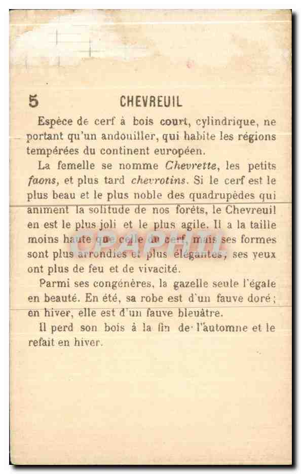 Chromo Chevreuil Cerf — Back