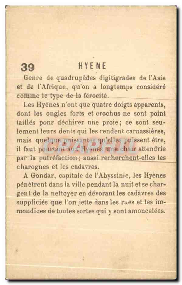 Chromo Hyene — Rückseite