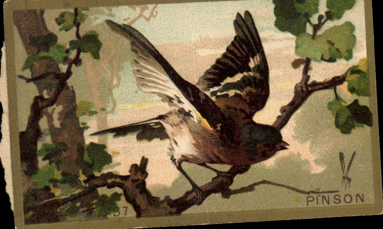 Chromo Pinson genre de passereaux Oiseau