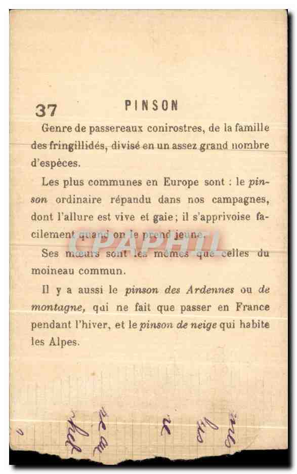 Chromo Pinson genre de passereaux Oiseau — Back