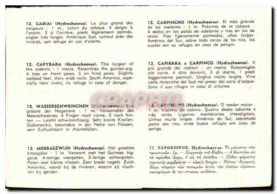 Image Cabiai Rongeur  — Verso