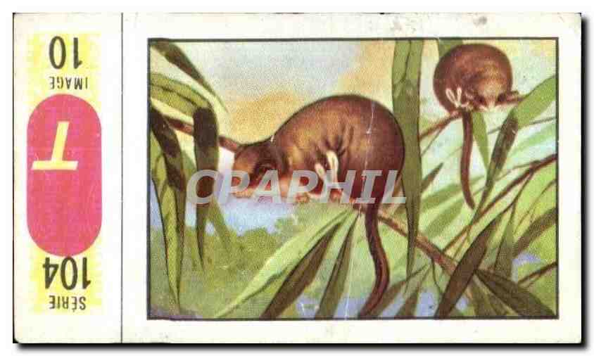 Image Collection nestlie et kohler album les merveilles du monde Acrobate 