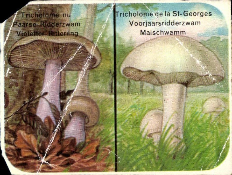 Image Tricholome nu Champignon Mushroom